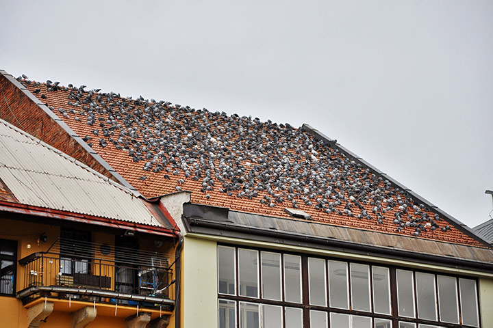 A2B Pest Control are able to install spikes to deter birds from roofs in South Hackney. 