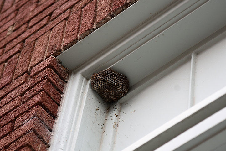We provide a wasp nest removal service for domestic and commercial properties in South Hackney.